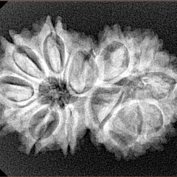 13 Mukhi Gaurishankar 30.5mm 4.4gm - Xray
