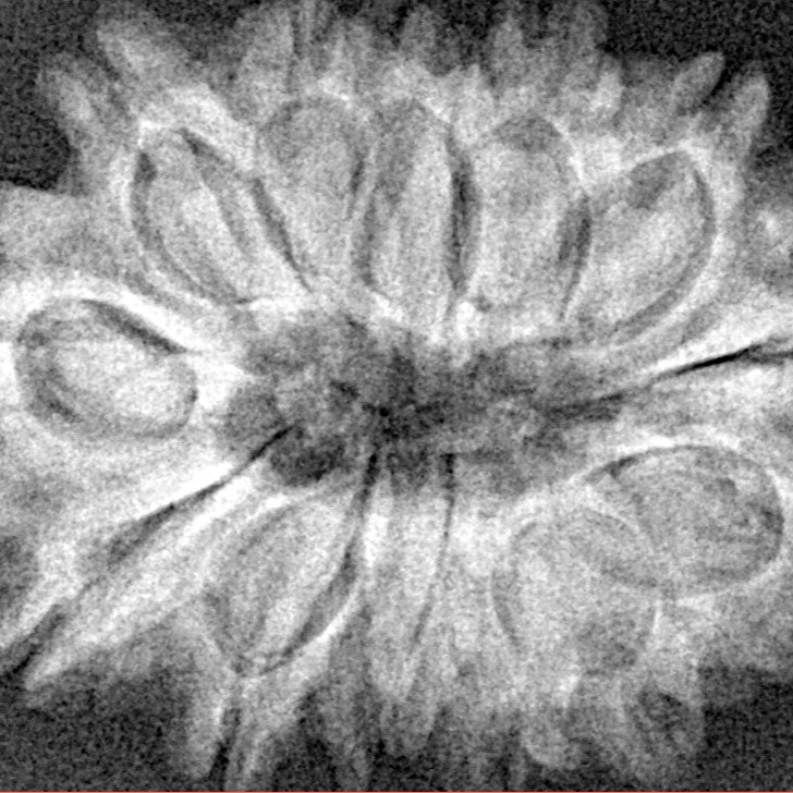 13 Mukhi Rudraksha 28.5mm 5.15gm - Xray