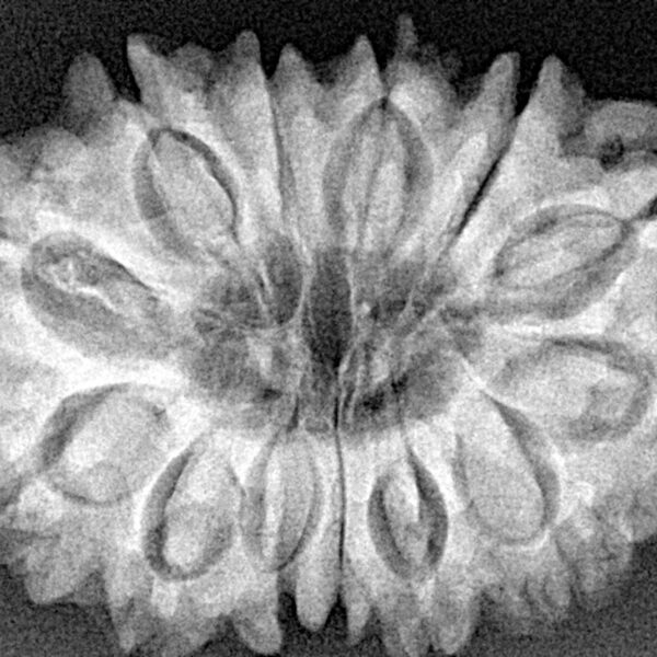 13 Mukhi Rudraksha 31.6mm 6.61gm - Xray