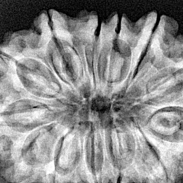 13 Mukhi Rudraksha 34.6mm 7.19gm - Xray