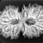 13 Mukhi Gaurishankar 33.4mm 5.64gm - Xray