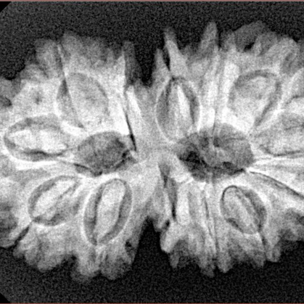 13 Mukhi Gaurishankar 33.4mm 5.64gm - Xray