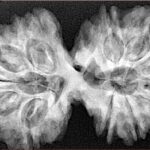 13 Mukhi Gaurishankar 39.3mm 8.79gm - Xray
