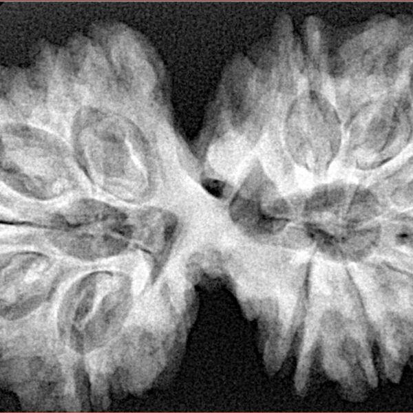 13 Mukhi Gaurishankar 39.3mm 8.79gm - Xray