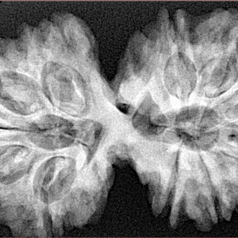 13 Mukhi Gaurishankar 39.3mm 8.79gm - Xray