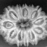 12 Mukhi Rudraksha 28.9mm 4.55gm - Xray