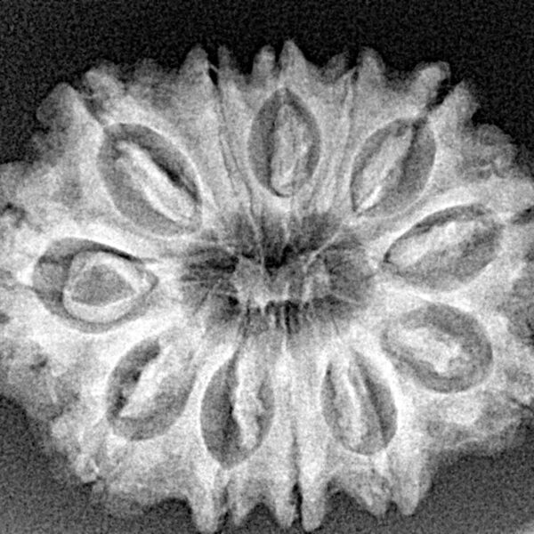 12 Mukhi Rudraksha 28.9mm 4.55gm - Xray