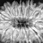 13 Mukhi Rudraksha 33mm 7.08gm - Xray