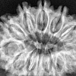 13 Mukhi Rudraksha 32.7mm 6.5gm - Xray