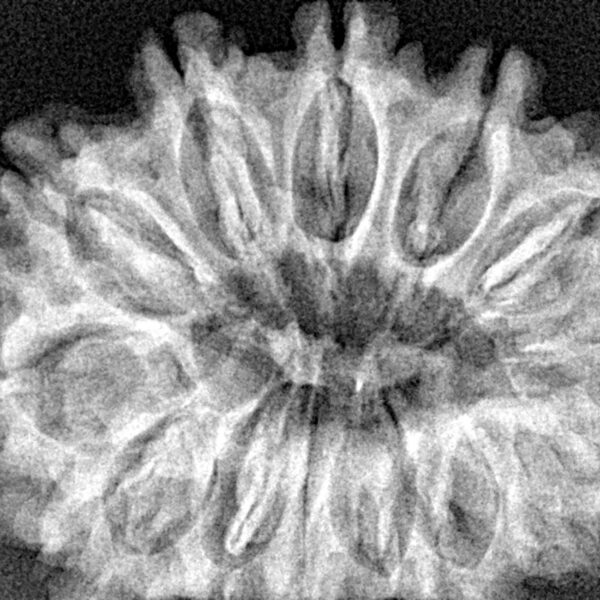 13 Mukhi Rudraksha 32.7mm 6.5gm - Xray