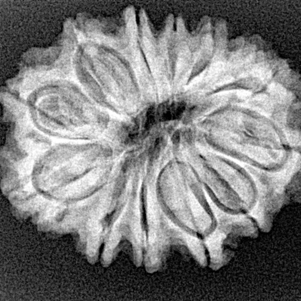 12 Mukhi Rudraksha 27.4mm 4.11gm - Xray