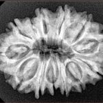 13 Mukhi Rudraksha 29.1mm 5.06gm - Xray