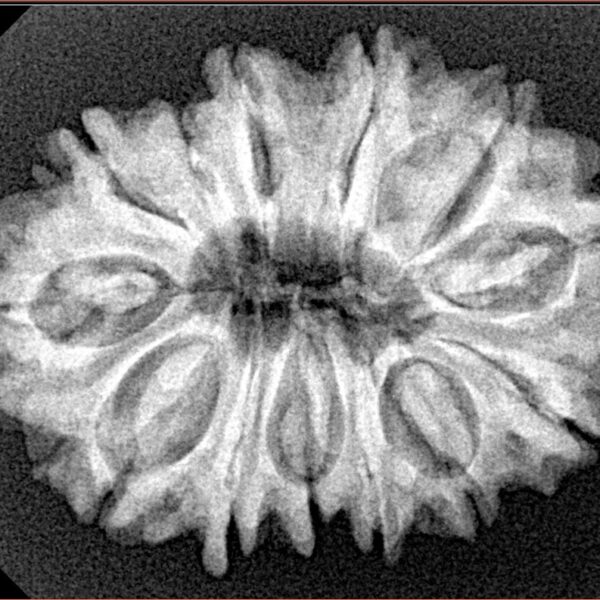 13 Mukhi Rudraksha 29.1mm 5.06gm - Xray