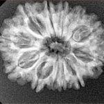 12 Mukhi Rudraksha 26.1mm 3.84gm - Xray