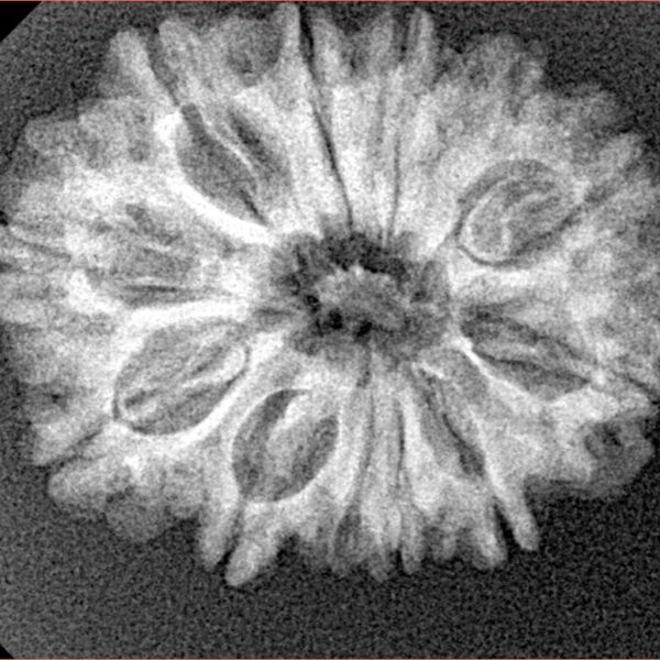 12 Mukhi Rudraksha 26.1mm 3.84gm - Xray