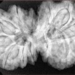 13 Mukhi Gaurishankar 38mm 9.74gm - Xray