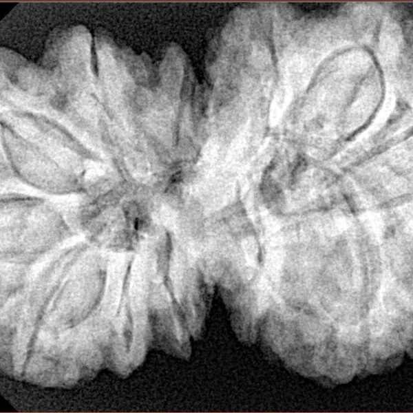13 Mukhi Gaurishankar 38mm 9.74gm - Xray