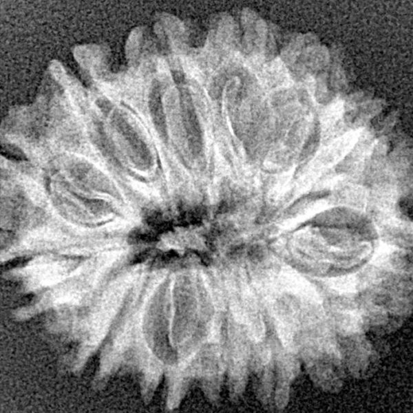 13 Mukhi Rudraksha 24.8mm 2.86gm - Xray