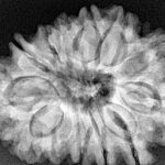 13 Mukhi Rudraksha 31.6mm 6.5gm - Origin: Nepal - Xray