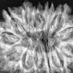 13 Mukhi Rudraksha 31.6mm 5.31gm - Xray