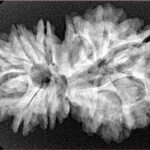 13 Mukhi Gaurishankar 32.7mm 5.77gm - Xray