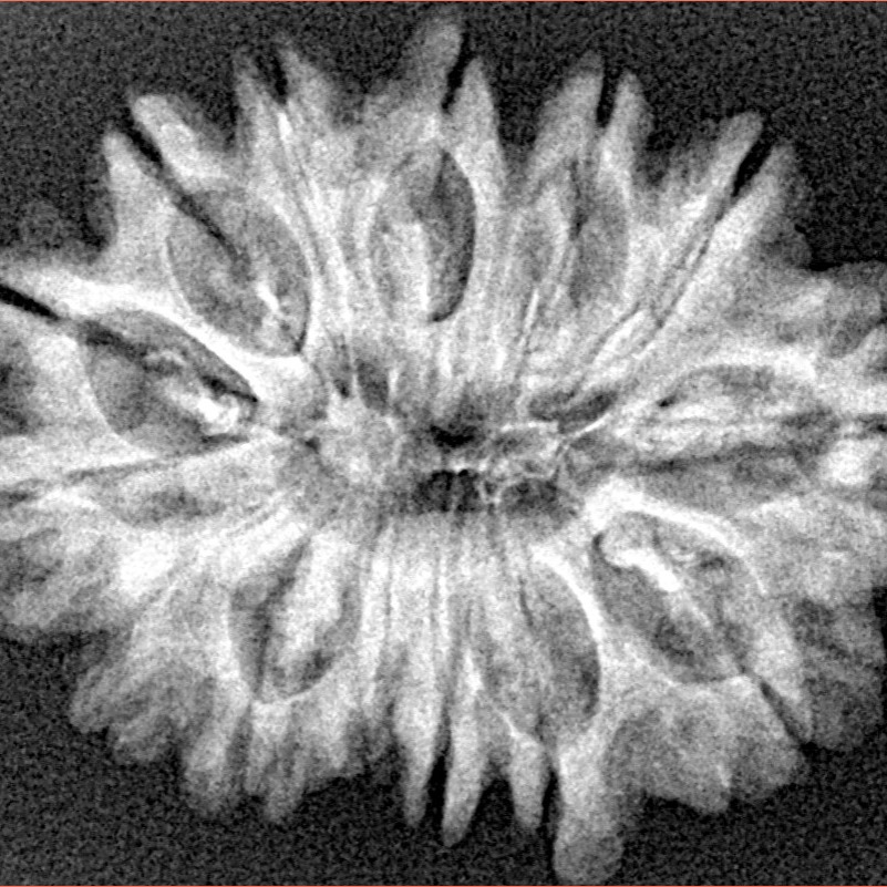 14 Mukhi Rudraksha 28.2mm 4.54gm - Origin: Nepal - Xray