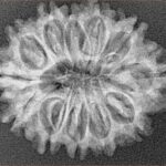 12 Mukhi Rudraksha 27.6mm 3.75gm - Xray