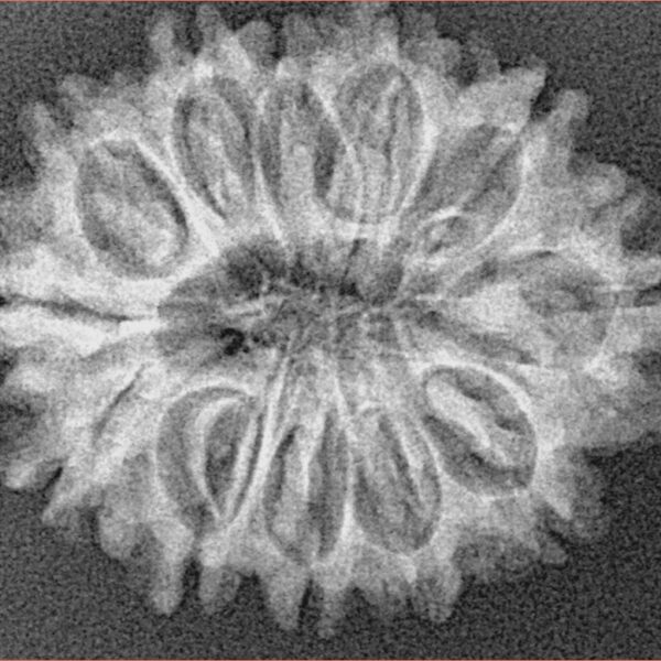 12 Mukhi Rudraksha 27.6mm 3.75gm - Xray