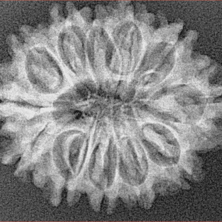 12 Mukhi Rudraksha 27.6mm 3.75gm - Xray