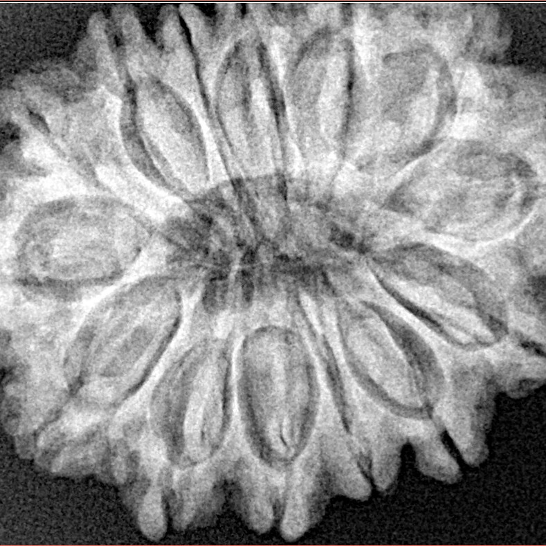 14 Mukhi Rudraksha 30.8mm 6.6gm - Xray