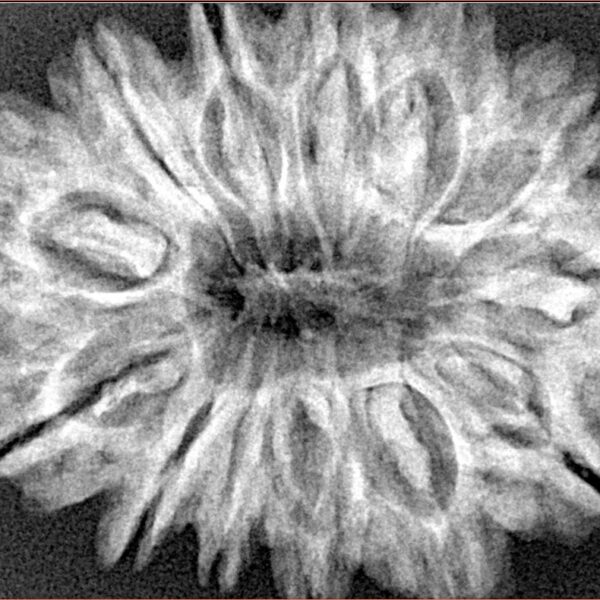 13 Mukhi Rudraksha 32.3mm 6.59gm - Xray