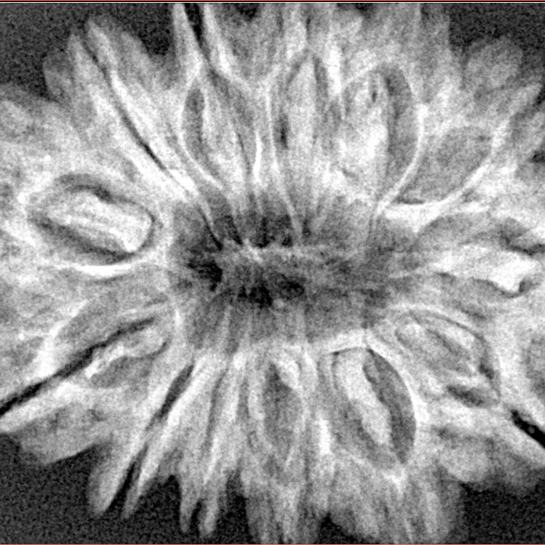 13 Mukhi Rudraksha 32.3mm 6.59gm - Xray