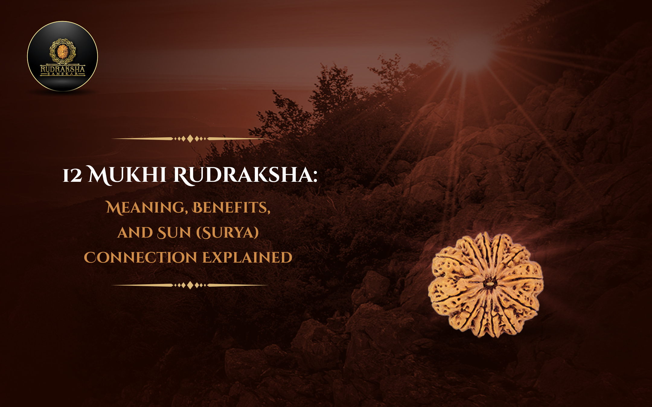 12 Mukhi Rudraksha Meaning, Benefits, and Sun (Surya) Connection Explained - Rudraksha Sanskar