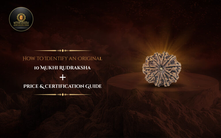 How to Identify an Original 10 Mukhi Rudraksha + Price & Certification Guide 