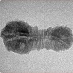 34 Mukhi Rudraksha 26.1mm 1gm - Inverse xray