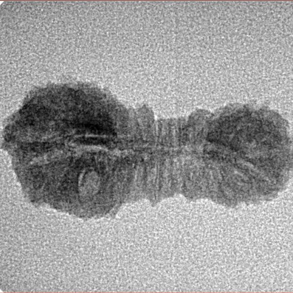 34 Mukhi Rudraksha 26.1mm 1gm - Inverse xray