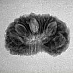 15 Mukhi Rudraksha 22.8mm 2.23gm - Inverse xray