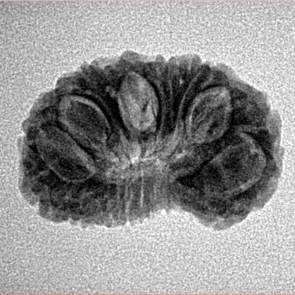 15 Mukhi Rudraksha 22.8mm 2.23gm - Inverse xray