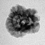 2 Mukhi Rudraksha 19.6mm 1.25gm - Inverse xray