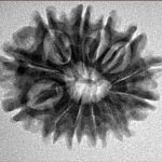 12 Mukhi Rudraksha 24.4mm 3.41gm - Inverse xray