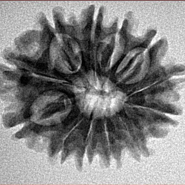 12 Mukhi Rudraksha 24.4mm 3.41gm - Inverse xray
