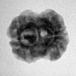 2 Mukhi Rudraksha 20.1mm 2.3gm - Inverse xray