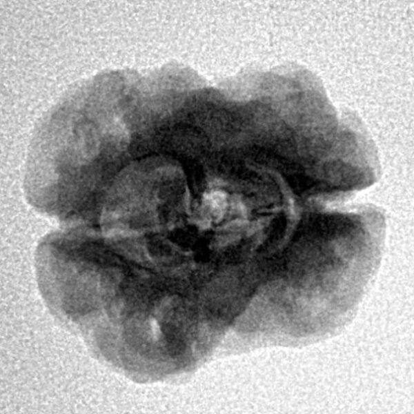 2 Mukhi Rudraksha 22.9mm 2.29gm - Inverse xray