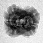 2 Mukhi Rudraksha 22.9mm 1.76gm - Inverse xray