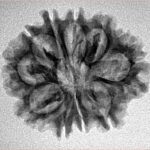 10 Mukhi Rudraksha 25.2mm 3.18gm - Inverse xray