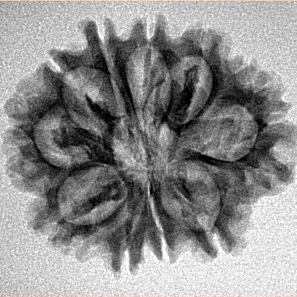 10 Mukhi Rudraksha 25.2mm 3.18gm - Inverse xray