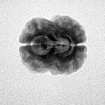 2 Mukhi Rudraksha 23.1mm 2.14gm - Inverse xray