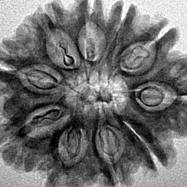 10 Mukhi Rudraksha 27.3mm 4.25gm - Inverse xray