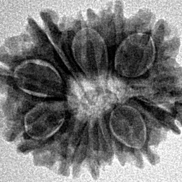 12 Mukhi Rudraksha 22mm 2.81gm - Inverse xray