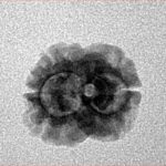 2 Mukhi Rudraksha 15.4mm 1.06gm - Inverse xray